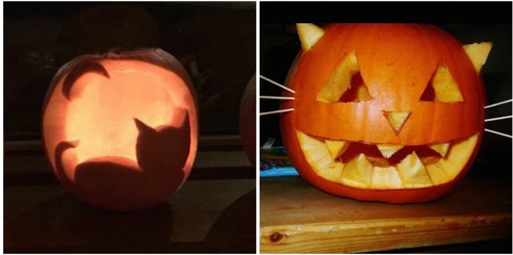 'I'm a cat, duh?'