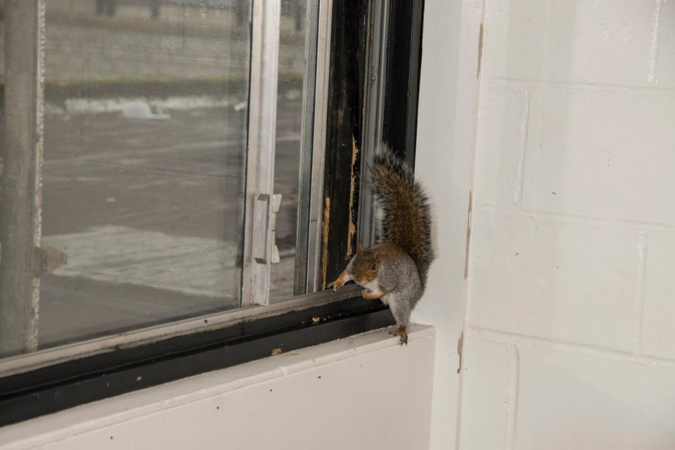 Public enemy No.1 for breaking and entering in Geddes and Ally Court
