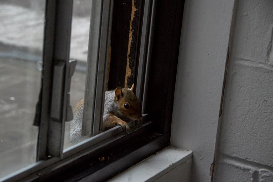 The Murray Hall squirrels went nuts for Hovis