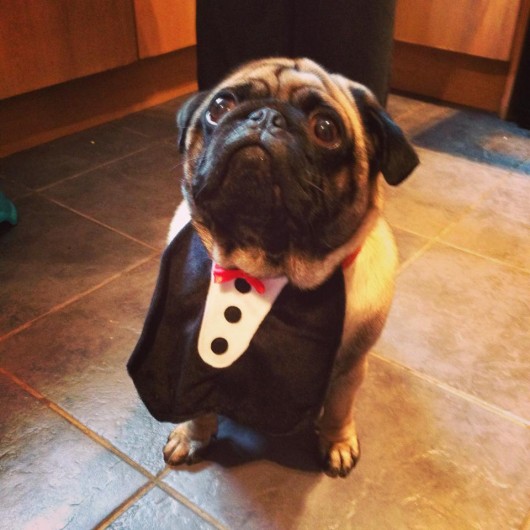 If your pet is too chubby for a full tuxedo costume, a front apron and bow tie is just as cute