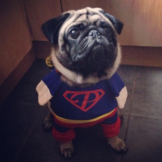 Super pug's superpower is judging you for forcing him to wear this costume