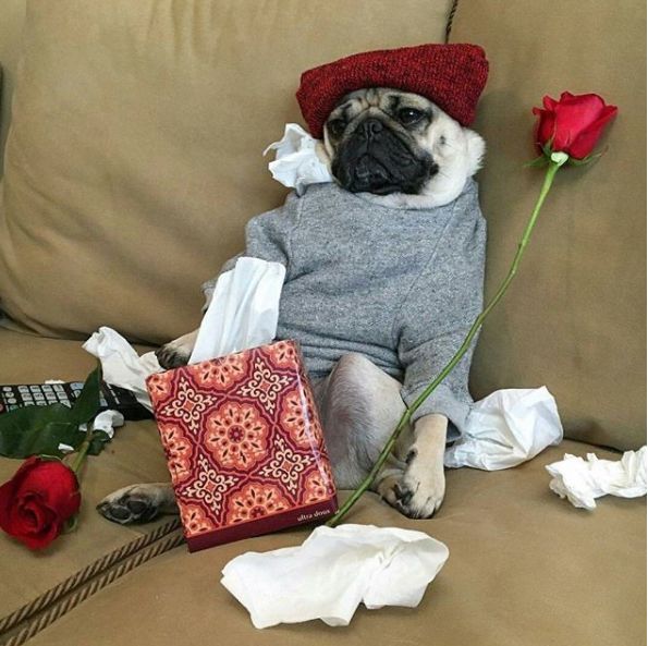 Image may contain: Home Decor, Blanket, Potted Plant, Vase, Pottery, Jar, Rose, Plant, Flower, Flora, Blossom, Pug, Pet, Mammal, Dog, Canine, Animal