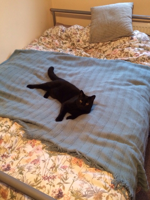 Time for a cat nap