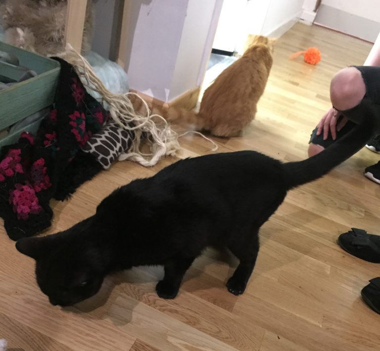 I went to the Cat Cafe in Bournemouth and I didn't really see any cats