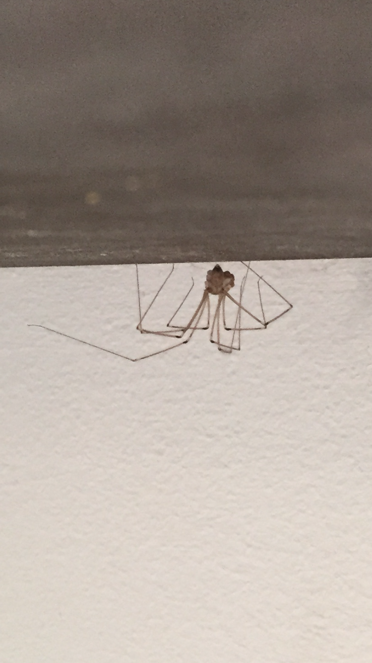 Our homes are becoming match.com for horny spiders