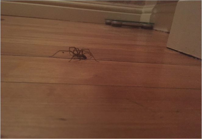 Approaching its prey...