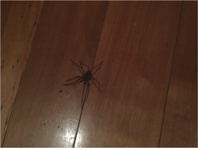 The stuff of horror films