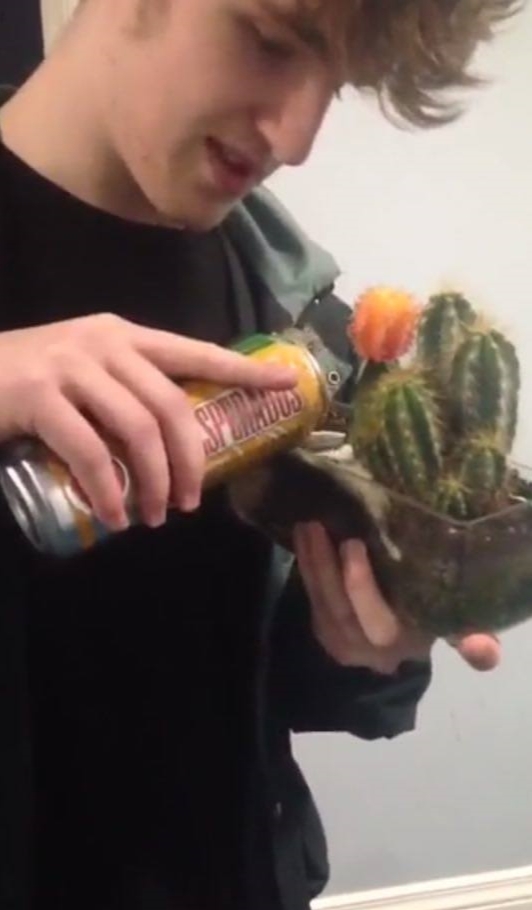 cactus boy
