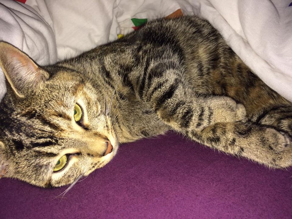 the only time pussy is acceptable is when it's joined with the word cat.