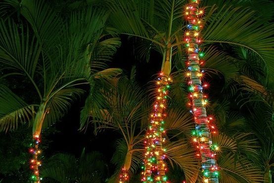 Image may contain: Conifer, Christmas Tree, Vegetation, Ornament, Lighting, Plant, Tree