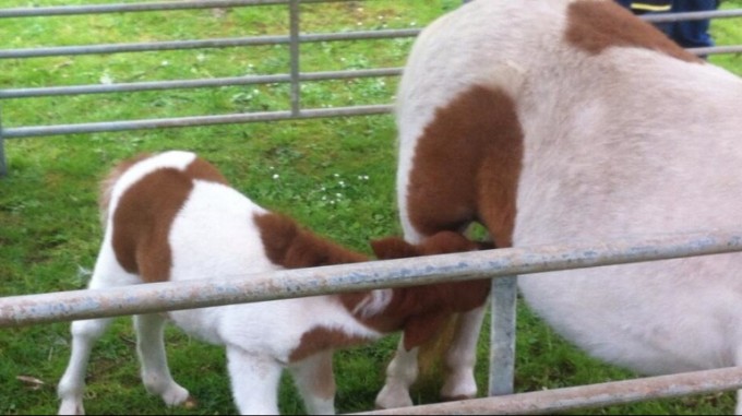 My Little Pony