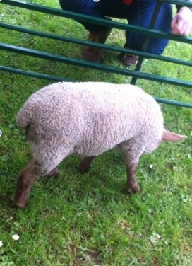 Why so sheepish?