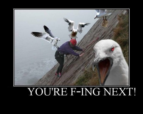 seagull