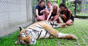 tigerkingom