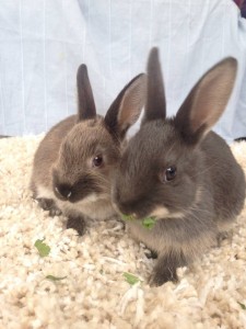 Bunnies