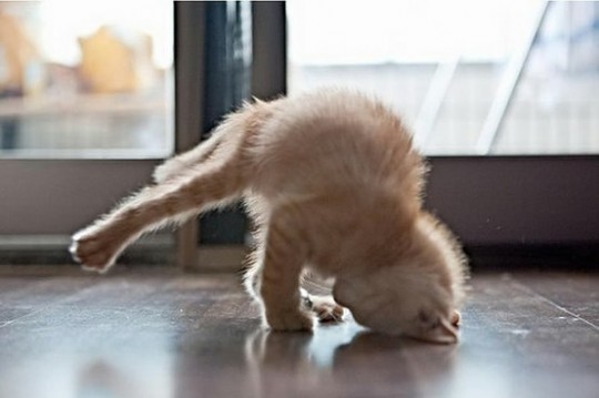 The internet. Not just for cat pictures. Apparently.