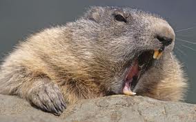 as long as they don't grate me with their teeth