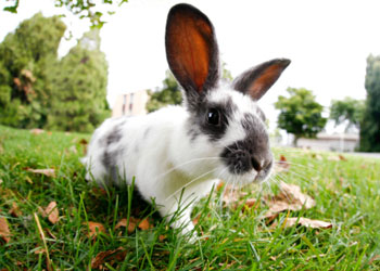 Hendrick, CUSU's number one bunny, is amongst those missing