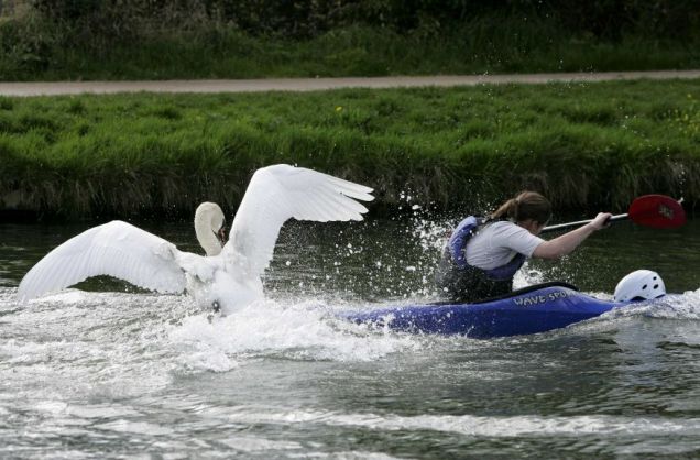 A swan can break a (wo)man's arm you know