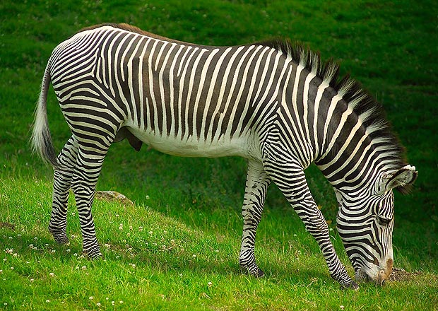 zebra-_1567908a