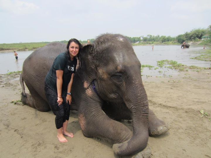 nin elephant