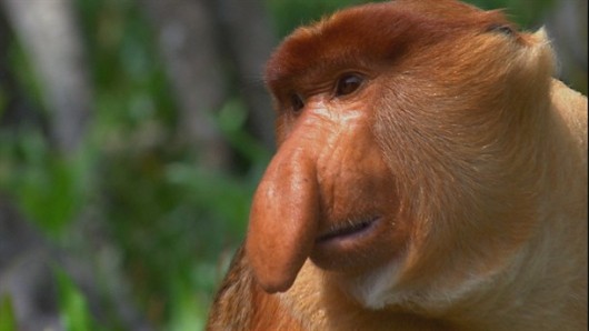 435054_why-the-big-nose49_epsicuaitwlfo42x7yedw6mpvtncurxrbvj6lwuht2ya6mzmafma_610x343