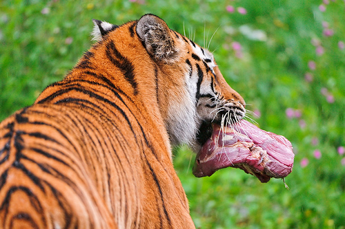 Nice bitta meat. © Creative Commons, Tambako the Jaguar