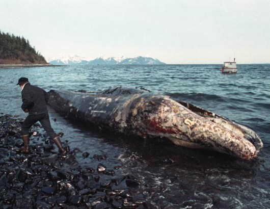 dead-whale1