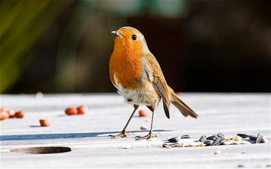 Plus our name essentially means baby male robin