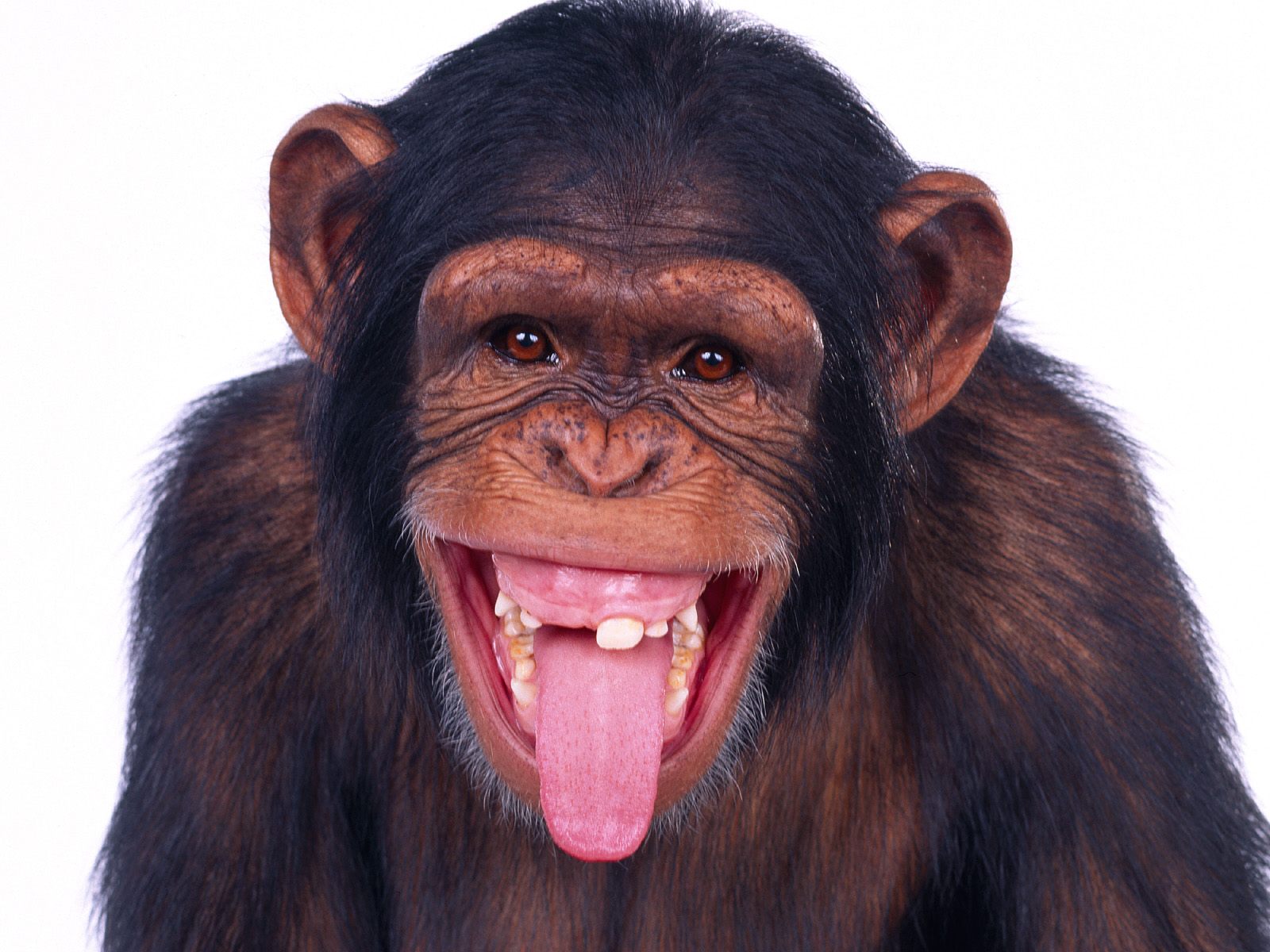 superfunnypetmonkey01big