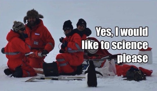whole penguin