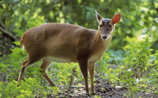 A pocket deer