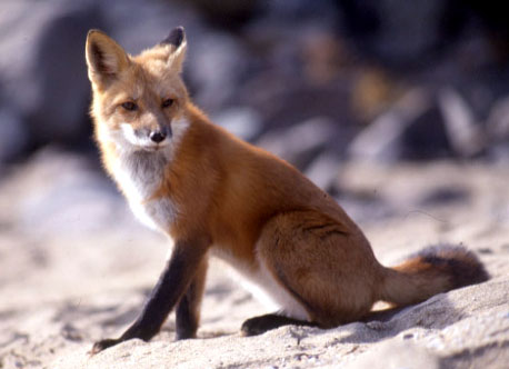 A woodland animal