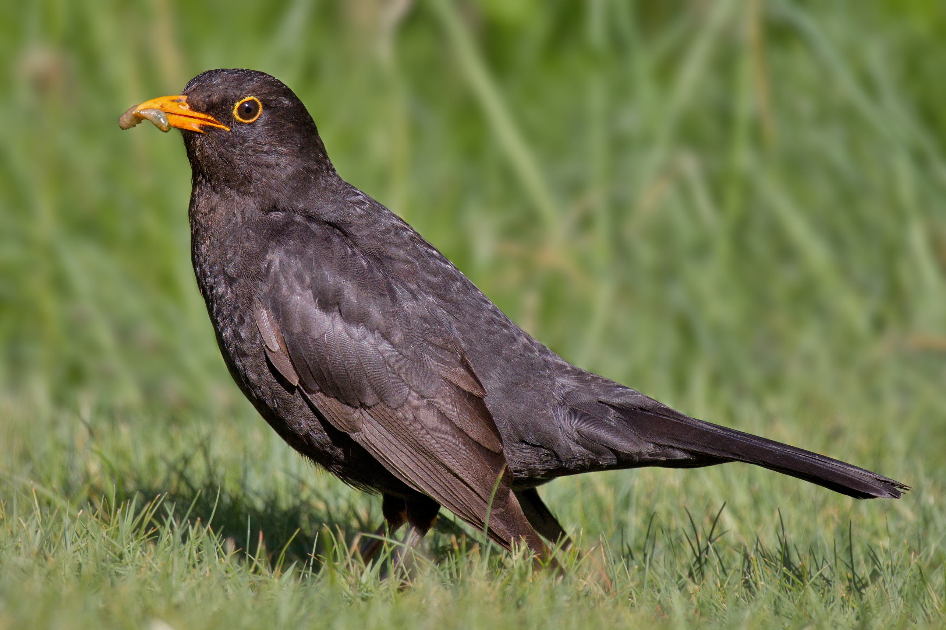 Don't panic: not an eagle