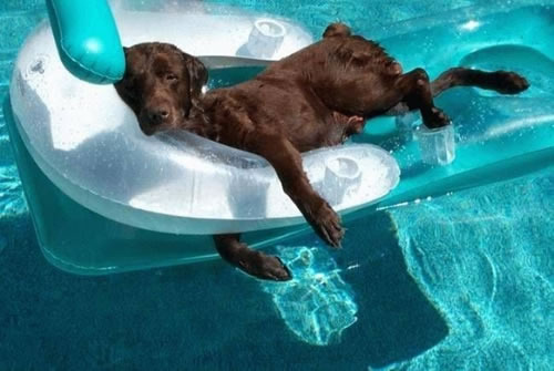Don't be lazy like this dog!
