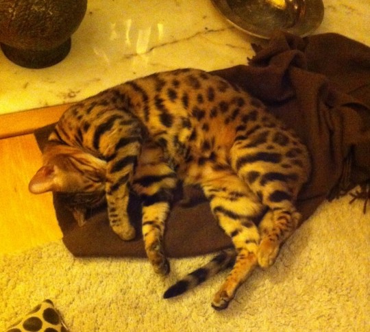 Or Google cats that look like leopards