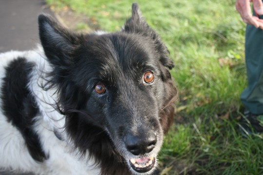 Nobody wants to see a picture of anything that has just been described. Here's a dog instead.