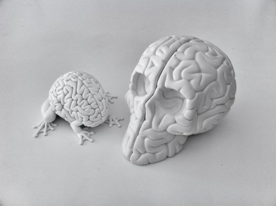 Brains are sensitive creatures, like frogs