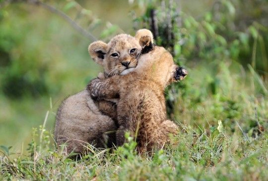 Hugs for cubs