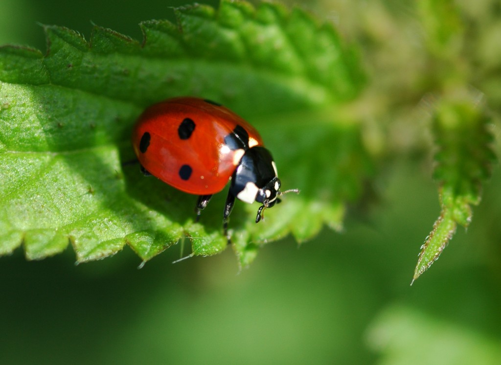 They might look cute on a remote leaf...