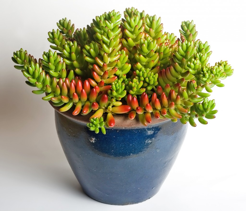Sedum_rubrotinctum