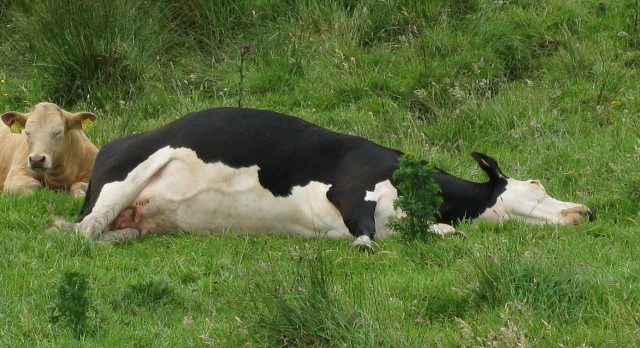 You envy the cow