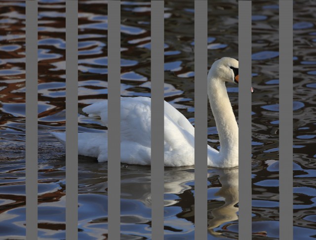 Behind Bars (this is not the real Mr Asbo, merely an actor's representation)