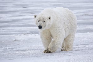 I'm not voting green to save the Polar Bears