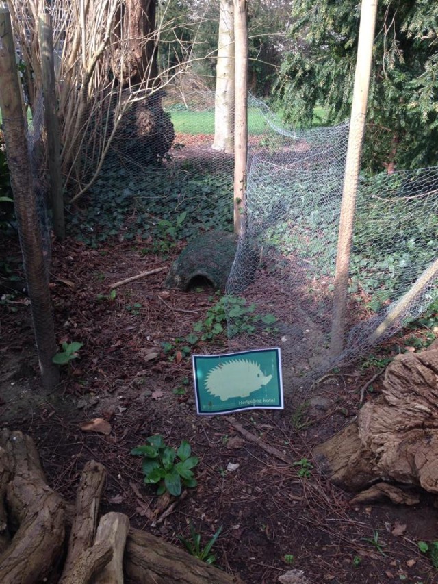 fitz hedgehog 3