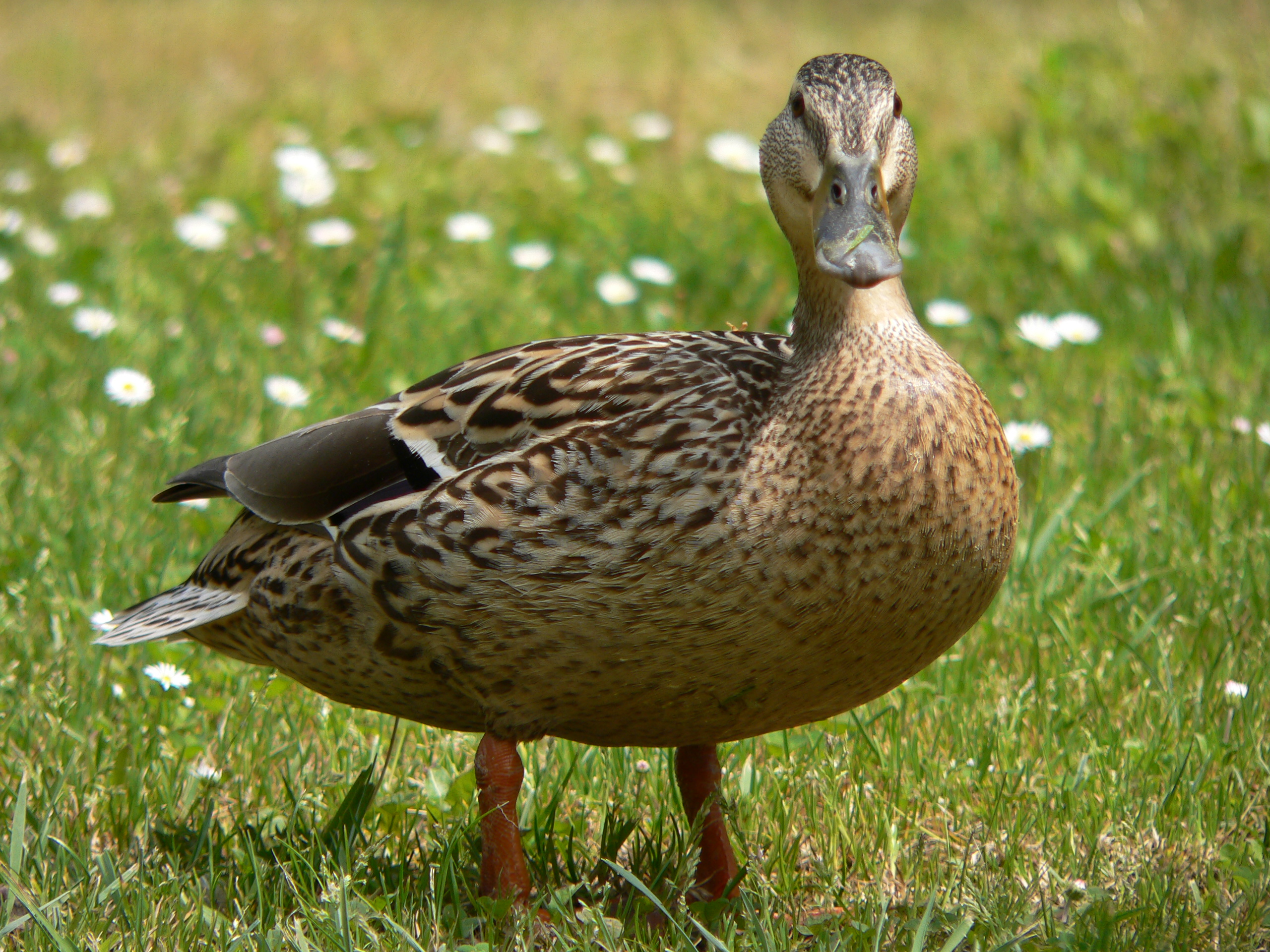 Innocent ducklings slaughtered by Cambridge University 