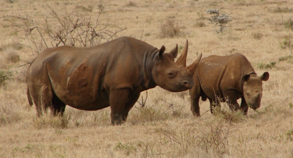 Black_Rhinos_Kenya