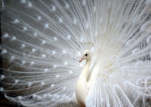 white peacock