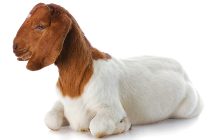 Stock photo of goat. Imagine this goat, but held hostage. That's the situation.