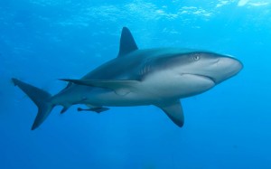 Caribbean_reef_shark-2